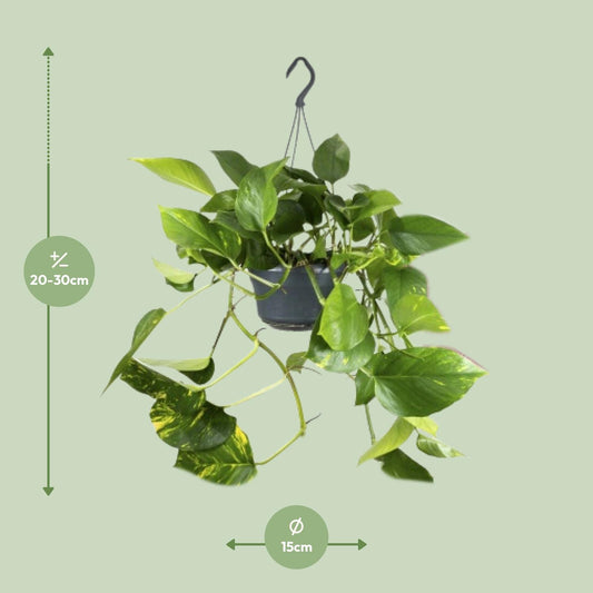 Epipremnum Aureum – Pflegeleichte Kletterpflanze Ø15cm
