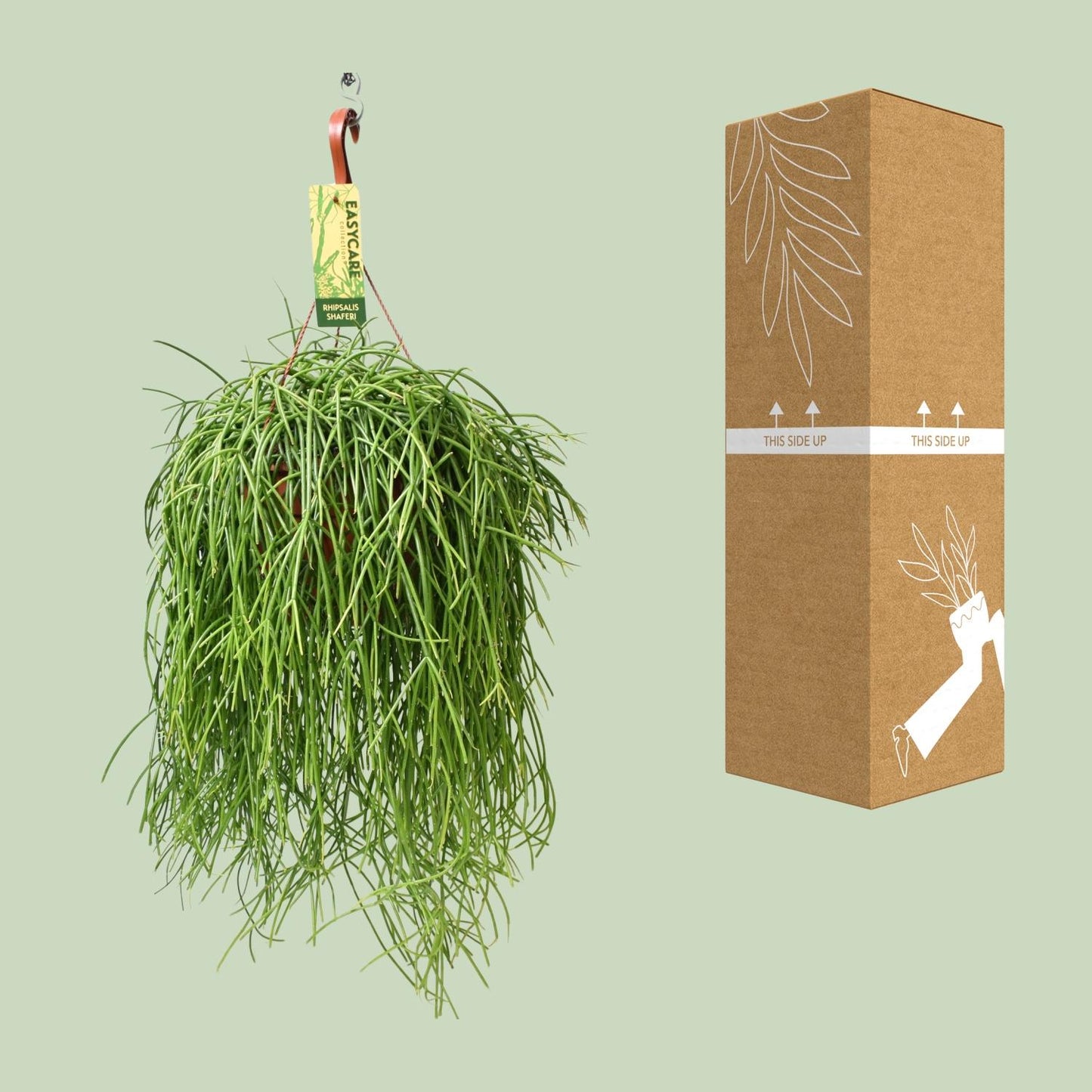 Rhipsalis Baccifera Shaferi – Pflegeleichte Hängepflanze Ø21 cm
