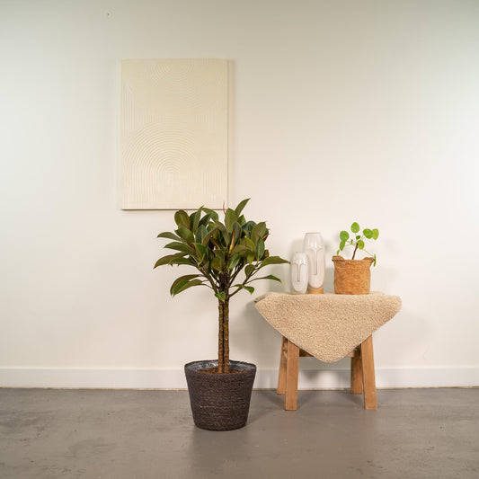 Ficus elastica Melany mit Korb – 90 cm, Ø 21 cm