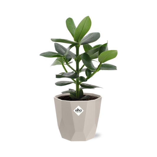 Clusia Princess – Autographenbaum in ELHO b.for rock 14 cm warm grey