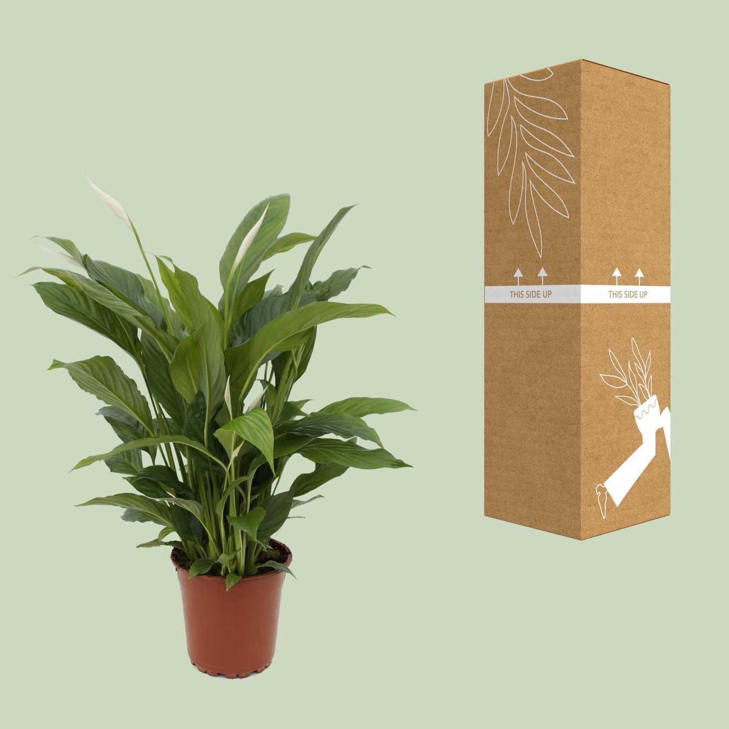 Spathiphyllum Torelli – Friedenslilie Ø17cm, 65cm hoch