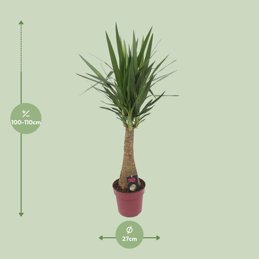 Yucca „Maya Tree“ – Pflegeleichte XXL-Zimmerpflanze Ø27cm, 110cm hoch