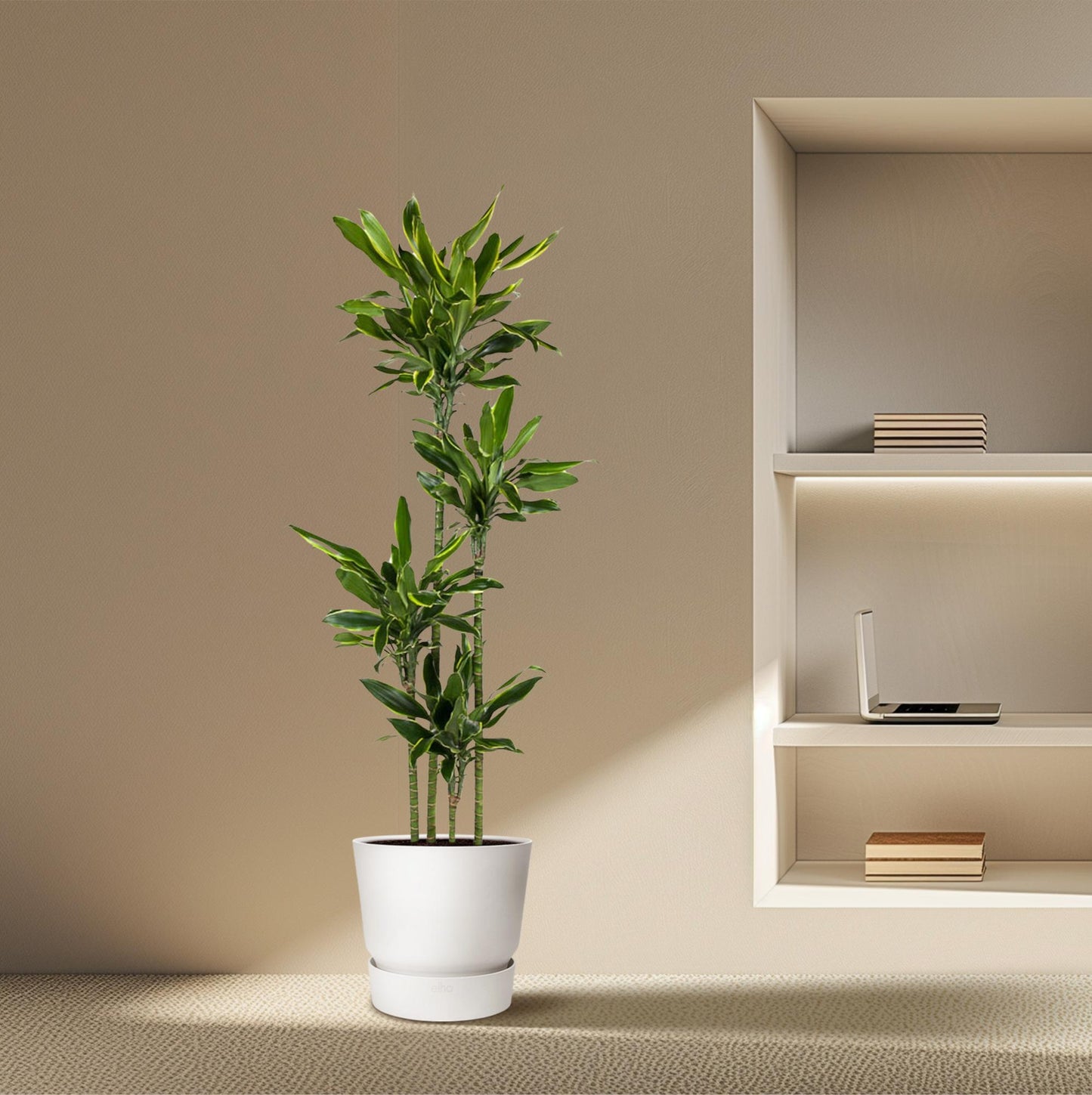Dracaena Golden Coast – Stilvolle XXL Zimmerpflanze 170 cm
