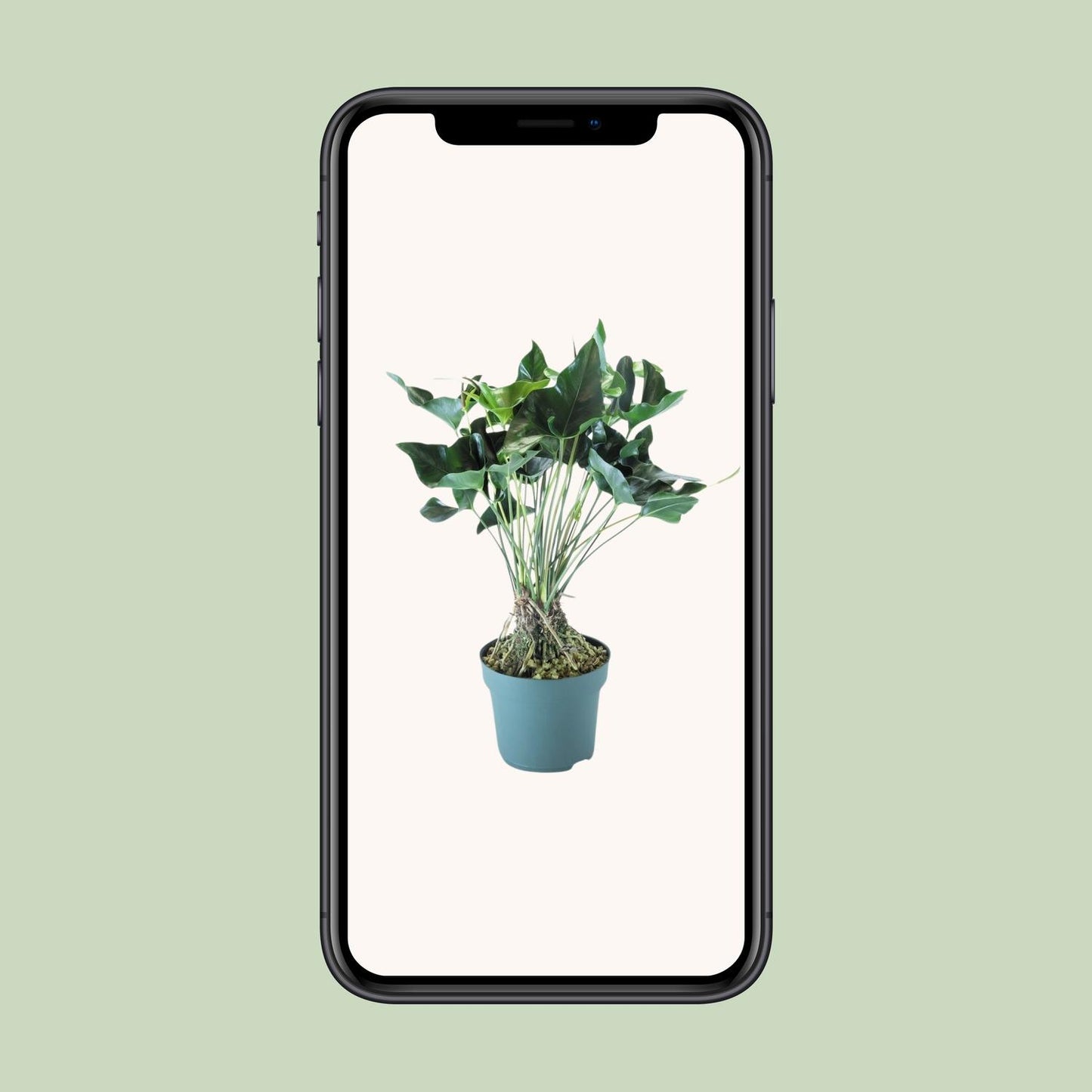 Anthurium Arrow – Pflegeleichte XXL-Zimmerpflanze Ø30cm