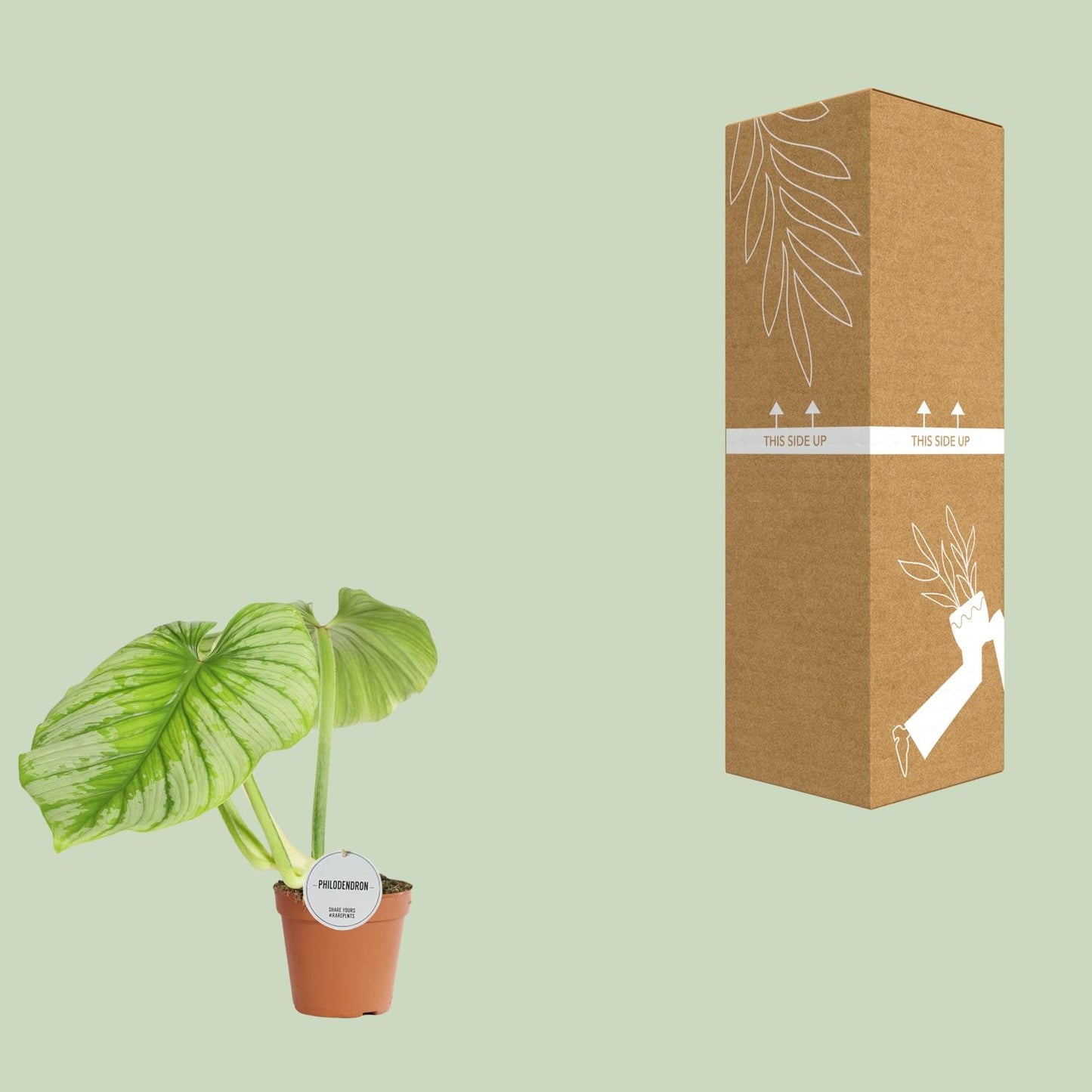 Philodendron Mamei – Pflegeleichte Zimmerpflanze Ø15cm