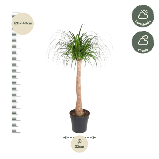 Beaucarnea stam – 120 cm – pflegeleichte XXL-Zimmerpflanze