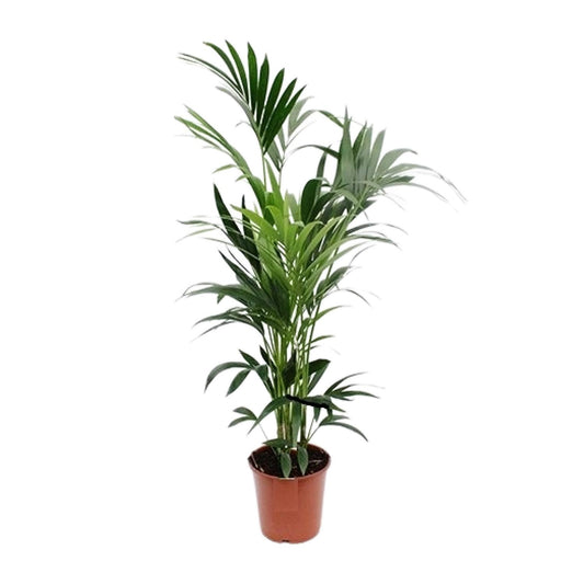 Howea Kentia-Palme Ø24cm – Elegante XXL Zimmerpflanze