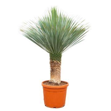 Yucca Rostrata – Große, pflegeleichte Palmlilie Ø55cm