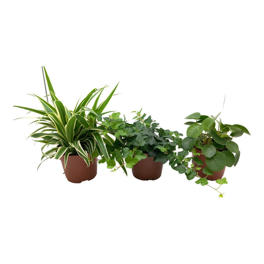 Green Mix Zimmerpflanzen-Set: Chlorophytum, Hedera & Pilea Ø13cm