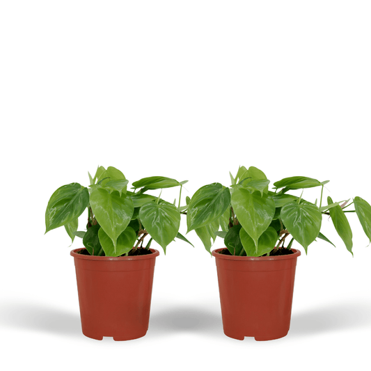 2x Philodendron Scandens – pflegeleichte Hängepflanzen Ø12 cm