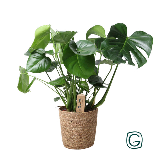 Monstera im Naturkorb – Ø21cm Topf, ca. 60cm hoch