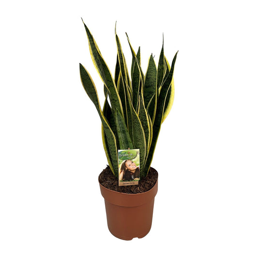 Sansevieria Trifasciata Laurentii – Pflegeleichte Schwiegermutterzunge Ø21cm