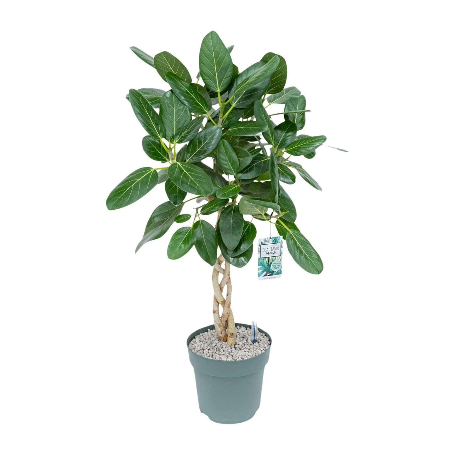 Ficus Altissima – Pflegeleichter XXL-Zimmerbaum Ø27cm, 110cm hoch