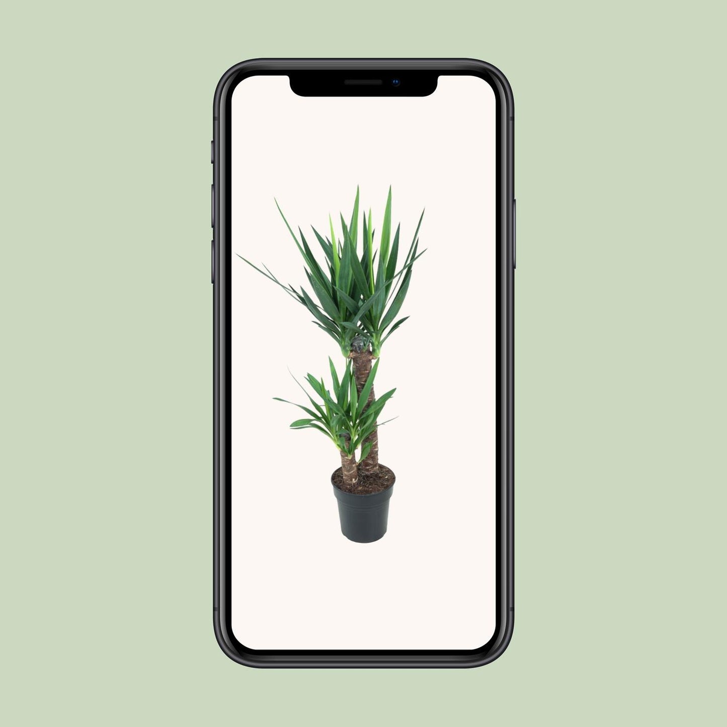 Yucca Elephantipes Ø21cm – Pflegeleichte Zimmerpflanze bis 100cm