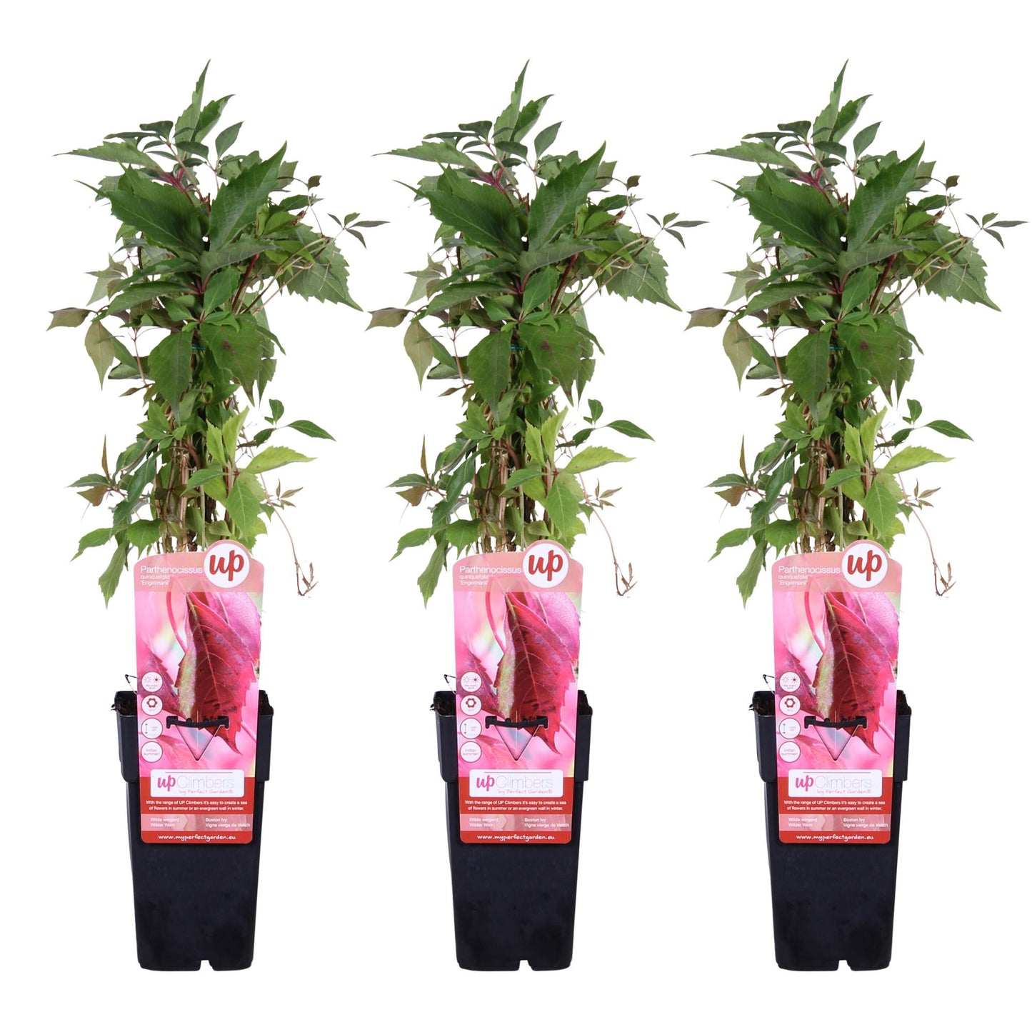 3x Parthenocissus quinquefolia 'Engelmannii' – Kletterpflanze Ø15cm