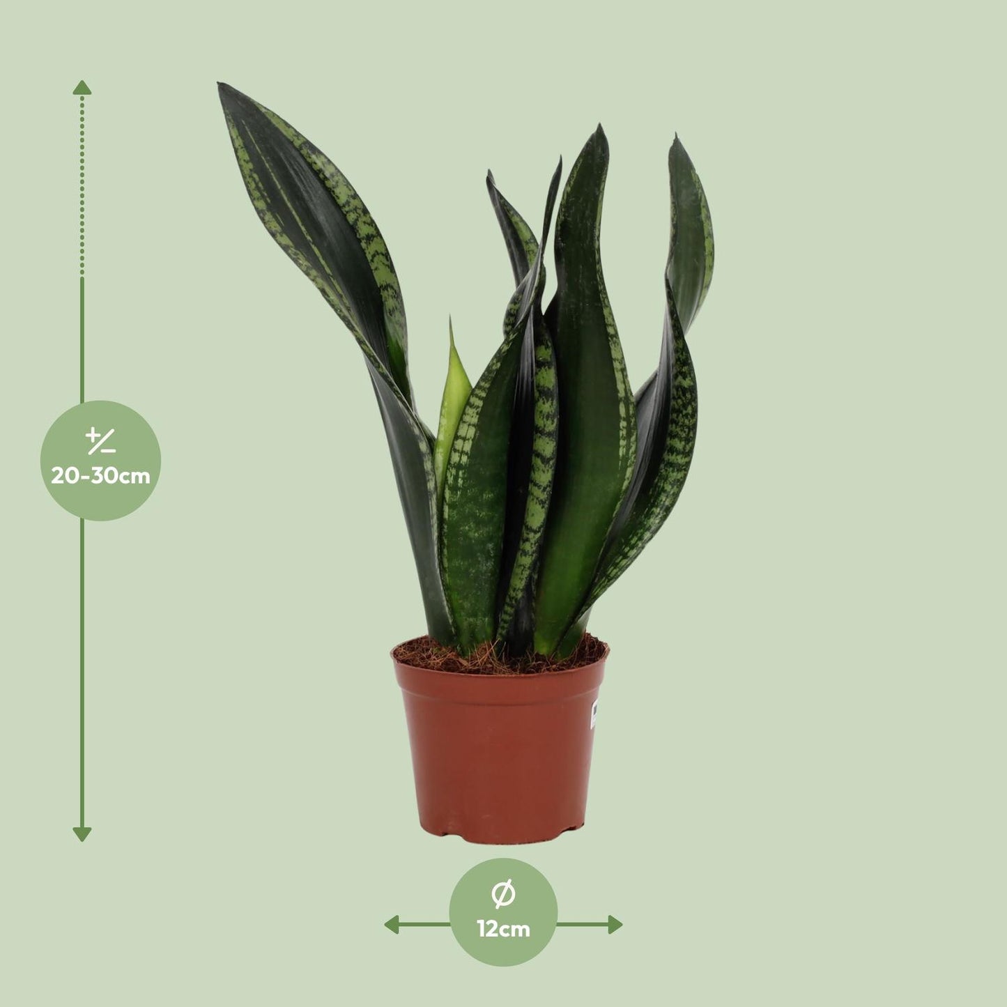 Sansevieria Whitney – Pflegeleichte Schwiegermutterzunge Ø12cm