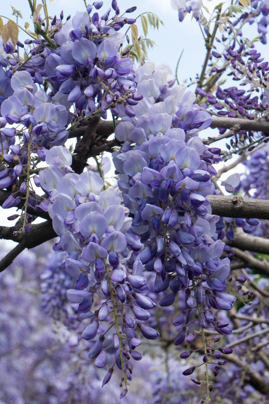 2x Wisteria sinensis 'Prolific' – Blauer Regen, Kletterpflanze Ø15cm
