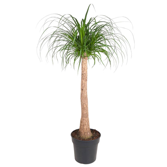 Beaucarnea stam – 120 cm – pflegeleichte XXL-Zimmerpflanze