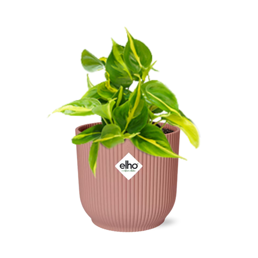 Philodendron Scandens ‘Brasil’ im ELHO Vibes Fold 14cm Topf rosa
