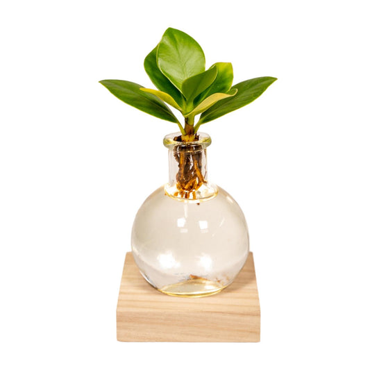 Clusia Hydroponie-Pflanzenmix mit LED-Beleuchtung Ø10cm