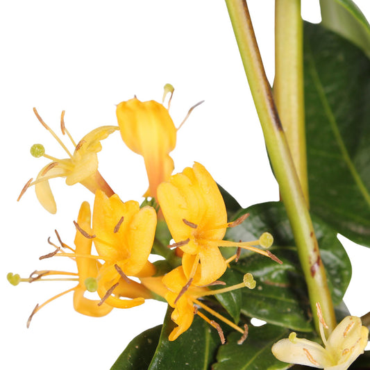 Lonicera Henryi Copper Beauty – Immergrünes Geißblatt Ø15cm