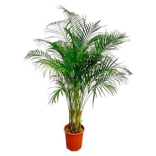 Dypsis Lutescens (Areca-Palme) – 180 cm, ø27 cm