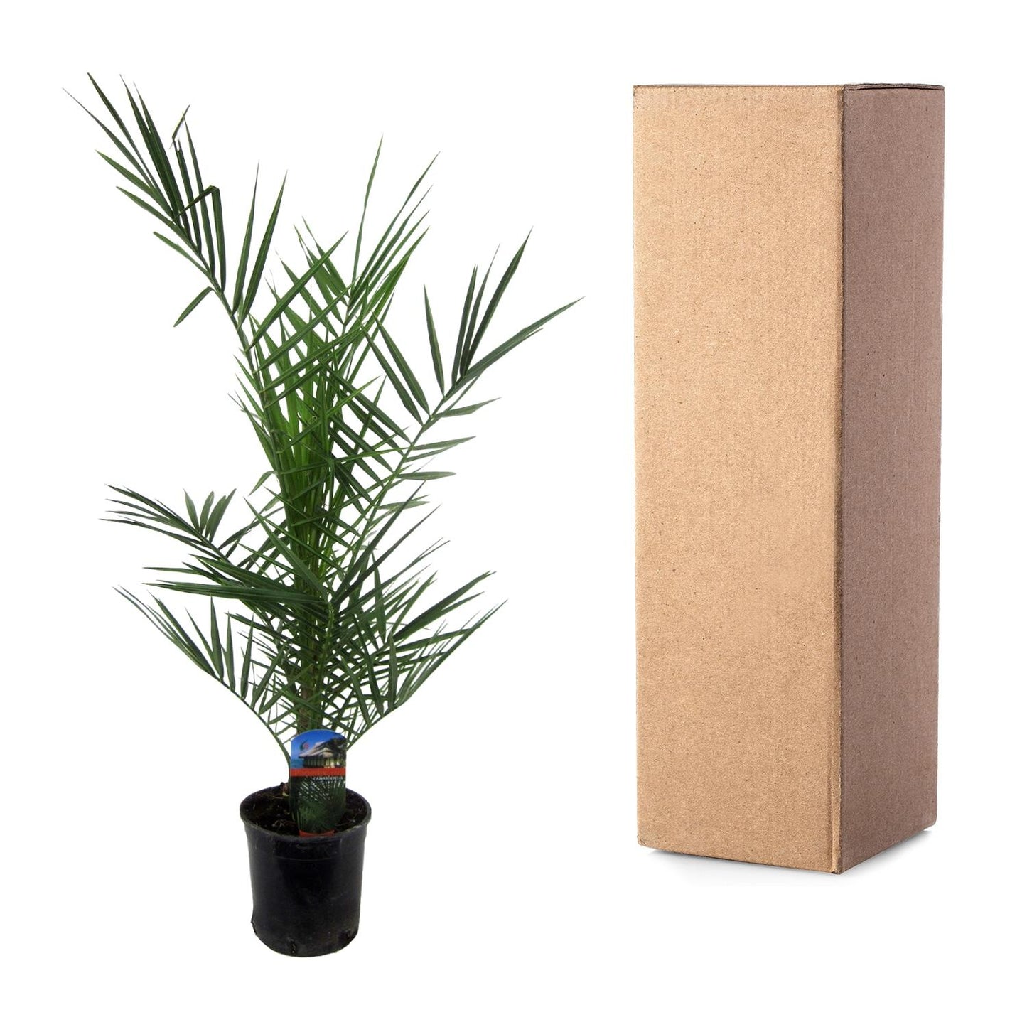 Phoenix Canariensis - Kanarische Dattelpalme 80 cm