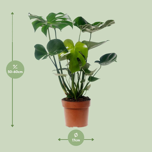 Monstera Deliciosa – Pflegeleichte XXL Zimmerpflanze Ø17cm