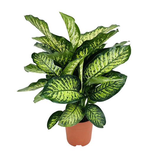 Dieffenbachia Camilla – Pflegeleichte Zimmerpflanze Ø21cm
