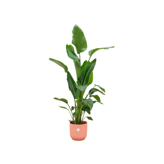 Strelitzia Nicolai mit elho Vibes Fold Round Topf Ø30 cm, 160 cm