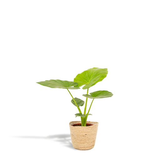 Alocasia Macrorrhiza Elefantenohr Ø19cm mit Korb