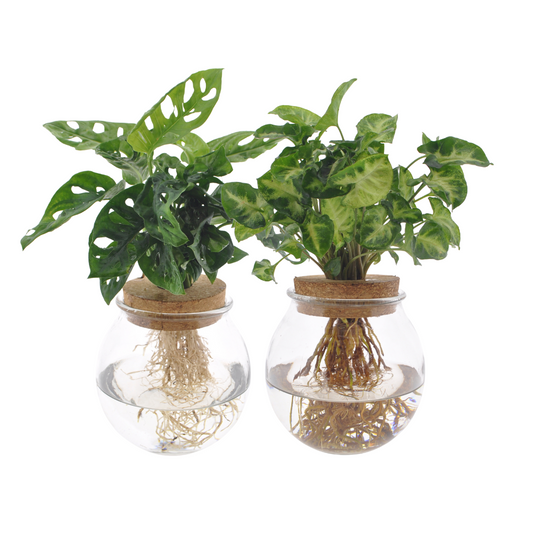 Bolglas Duo Monstera Adansonii & Syngonium Green – 2er Set Ø12cm