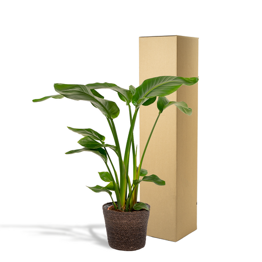 Strelitzia Nicolai Ø19cm – Luftreinigende Baumstrelitzie mit Korb