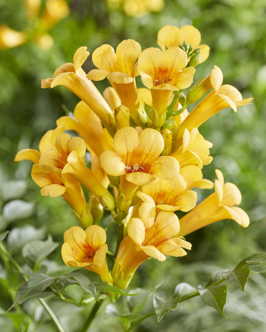 2x Campsis Summer Jazz 'Gold Trumpet' Trompetenklimmer Ø15cm, 65cm hoch