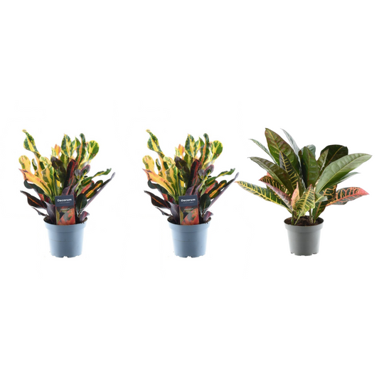 3er-Set Croton Codiaeum Mix – Bunte Blattschmuckpflanzen 30 cm