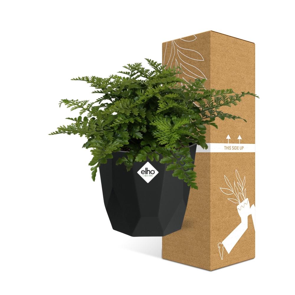 Asplenium Parvati – Eleganter Spleenwort-Farn in 14cm Topf