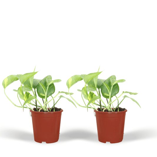2x Epipremnum Aureum – pflegeleichter Scindapsus 20cm