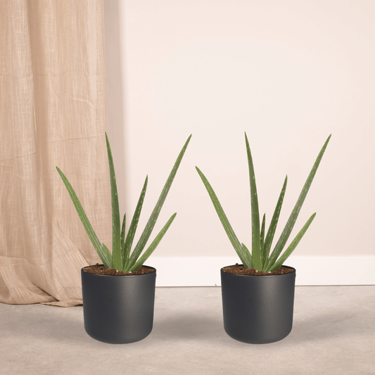 2x Aloe Vera Sukkulente – Pflegeleicht & Stylisch, 40 cm
