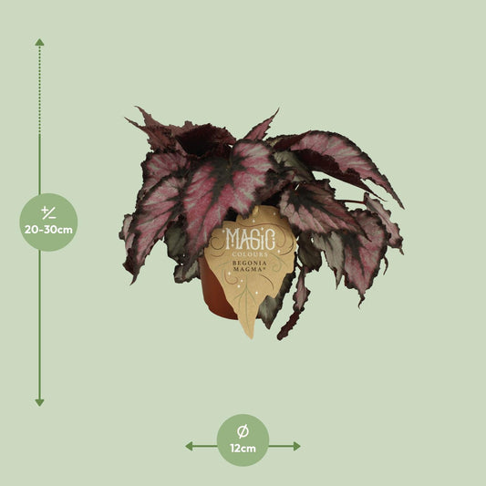 Begonia Rex Magma – Bunte, pflegeleichte Zimmerpflanze Ø12 cm