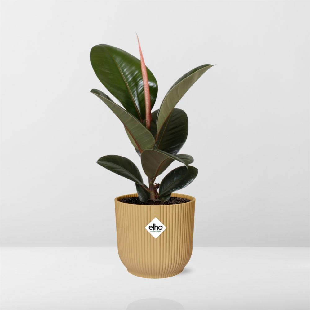 Ficus Elastica ‘Robusta’ – Pflegeleichte Zimmerpflanze im ELHO Vibes Fold 14cm Gelb