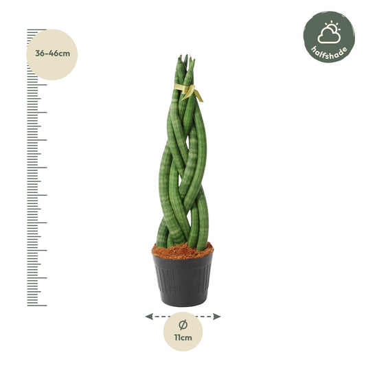 Sansevieria cylindrica 'Twist' – pflegeleichter Bogenhanf 40 cm