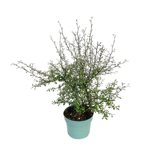 Zigzag-Pflanze Corokia – Ø17cm Topf, 60cm hoch