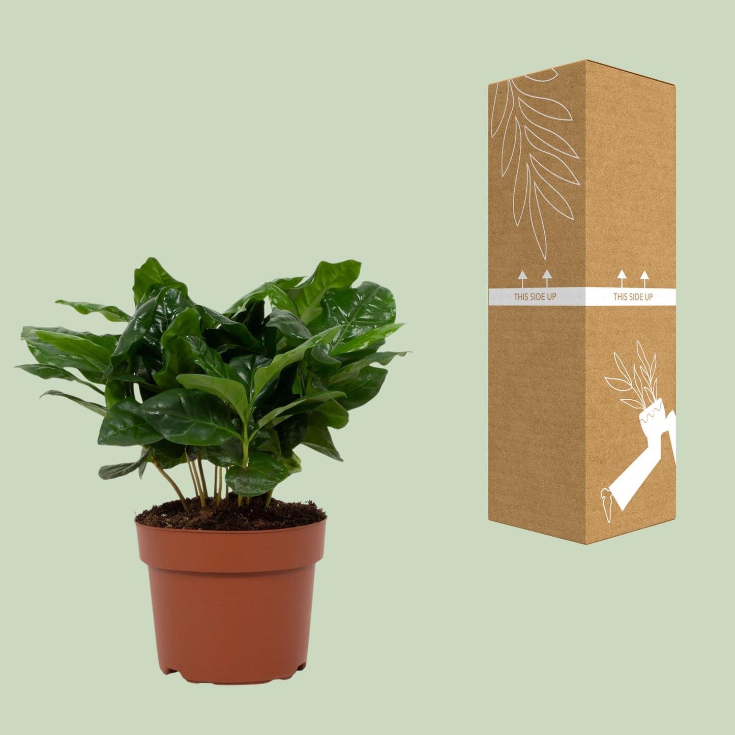 Coffea Arabica – Pflegeleichte Kaffeepflanze im 12 cm Topf