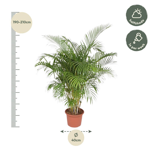 Dypsis Lutescens (Goldpalme) – 200 cm, ø40 cm