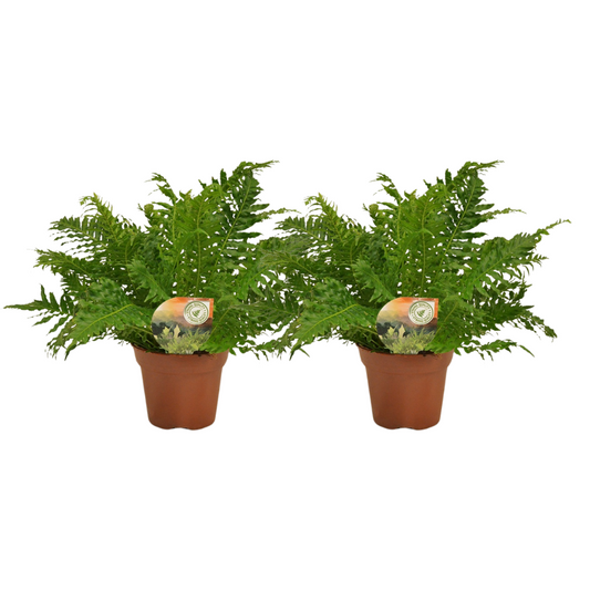 Blechnum Silver Lady - 2er Set Ø17cm, ca. 50cm hoch