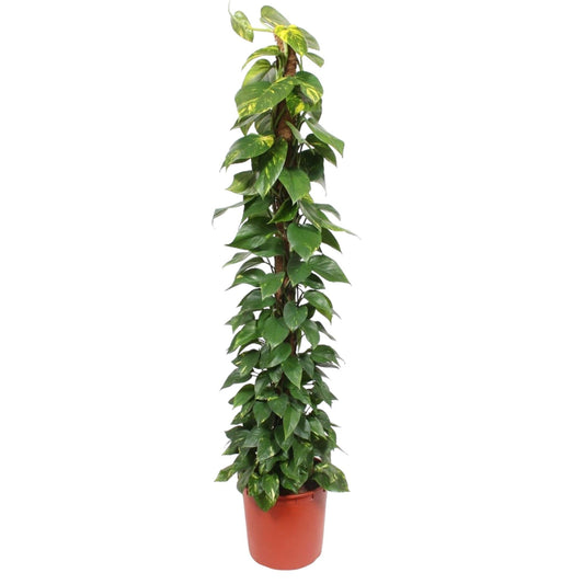 Epipremnum Aureum Mosstok – 180 cm, Ø 34 cm – Pflegeleicht & Luftreinigend