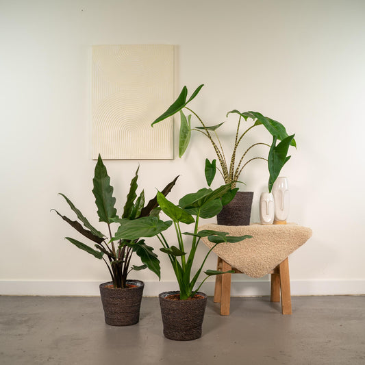 Alocasia Zebrina, Cucullata & Lauterbachiana – 3er Set Ø19cm