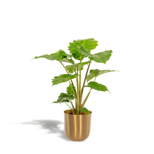 Alocasia Portodora Elefantenohr Ø21cm mit Mayk Gold Topf