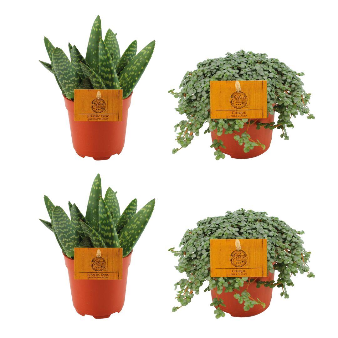 2x Aloe Paradisicum + 2x  Pilea Glauca - 4 stuks - Ø10.5cm - ↕10cm