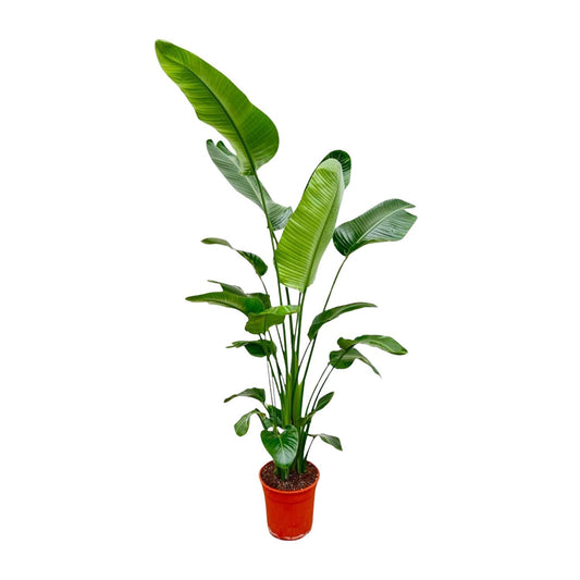 Strelitzia Nicolai – Weißer Paradiesvogel XXL-Pflanze